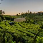 Top 10 Hill Stations in Tamil Nadu: Nature's Retreats